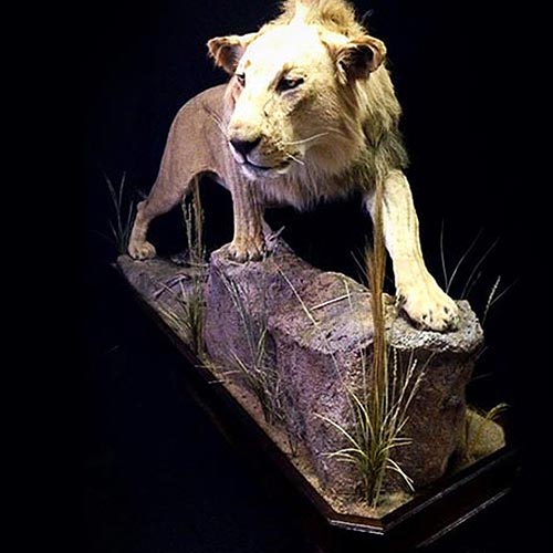 African - Lion - Taxidermy