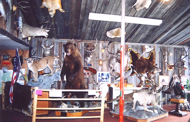 Taxidermy Studio Anaconda MT