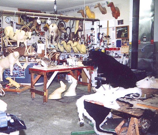 Taxidermy Studio Anaconda MT