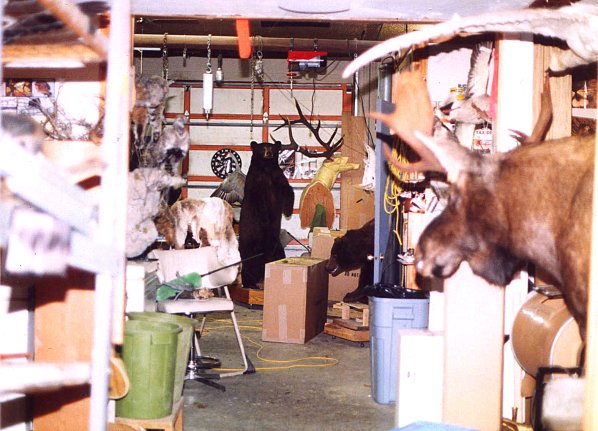 Taxidermy Studio Anaconda MT