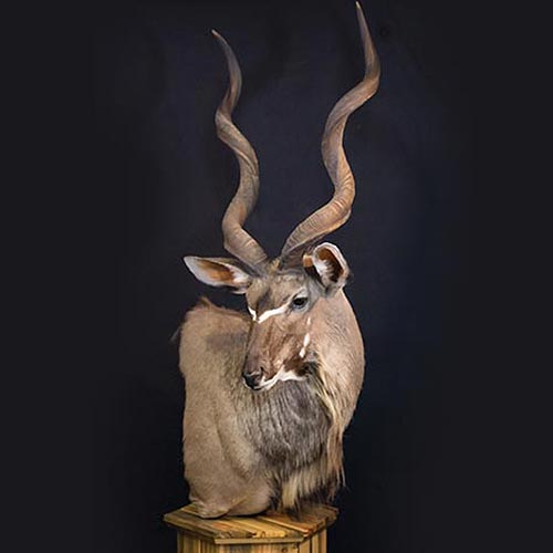 African - Kudo - Taxidermy